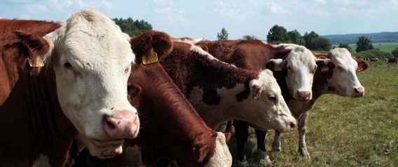 Happy Cows