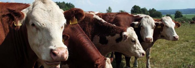 Happy Cows